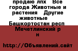 продаю лпх - Все города Животные и растения » Другие животные   . Башкортостан респ.,Мечетлинский р-н